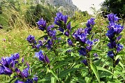 66 Genziana minore (Gentiana asclepiadea)